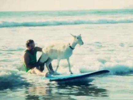Capra care face surf (VIDEO)